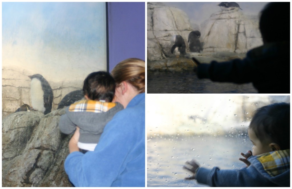 Christmas at the Indianapolis Zoo: Checking out the Penguins