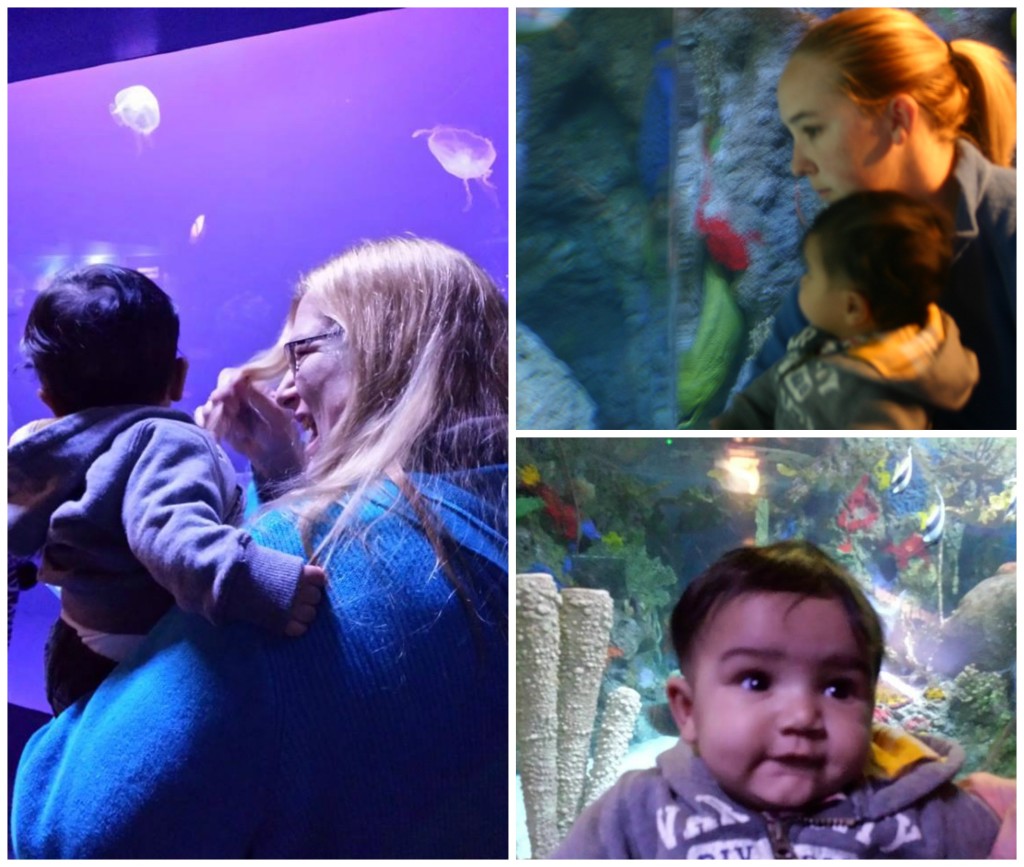 Christmas at the Indianapolis Zoo:  Oceans Exhibit