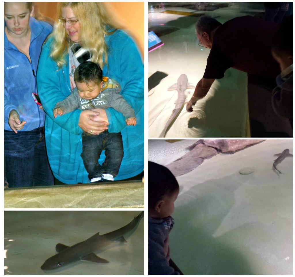 Christmas at the Indianapolis Zoo, Petting Sharks