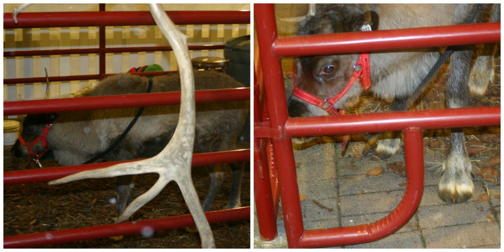 Christmas at the Indianapolis Zoo: Santa's Reindeer