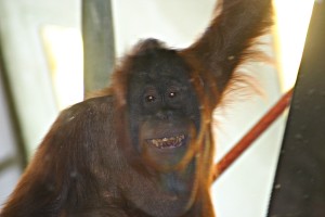 The Simon Skjodt International Orangutan Center: All Smiles 