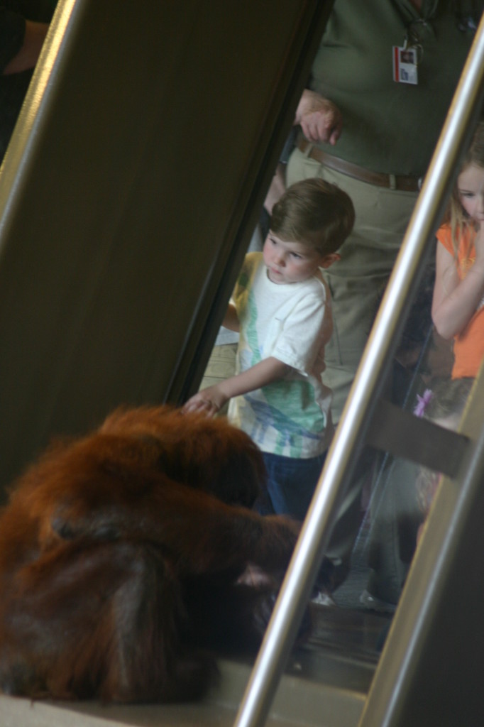 The Simon Skjodt International Orangutan Center 