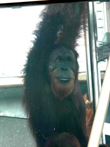 The Simon Skjodt International Orangutan Center: Rocky